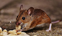 24 Hour & Emergency Exterminators in Billstown, AR